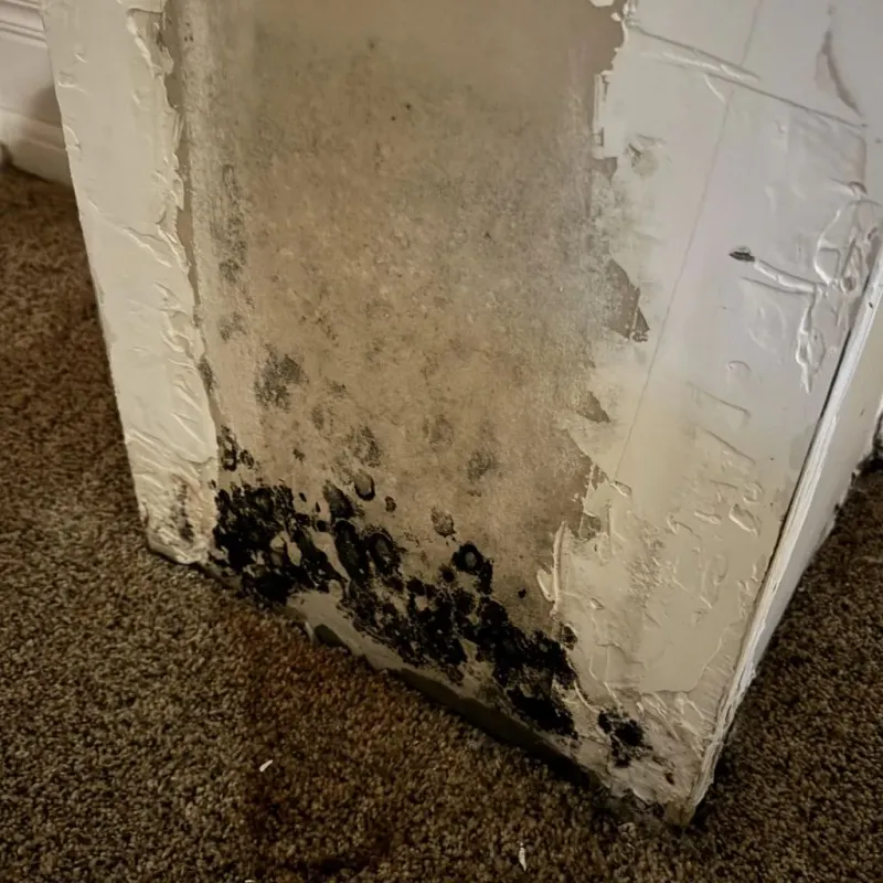 Professional Mold Removal in Hopkinton, RI